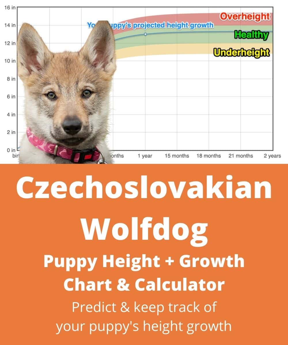 czech-wolfdog Puppy height Growth Chart czech-wolfdog Puppy height Growth Chart
